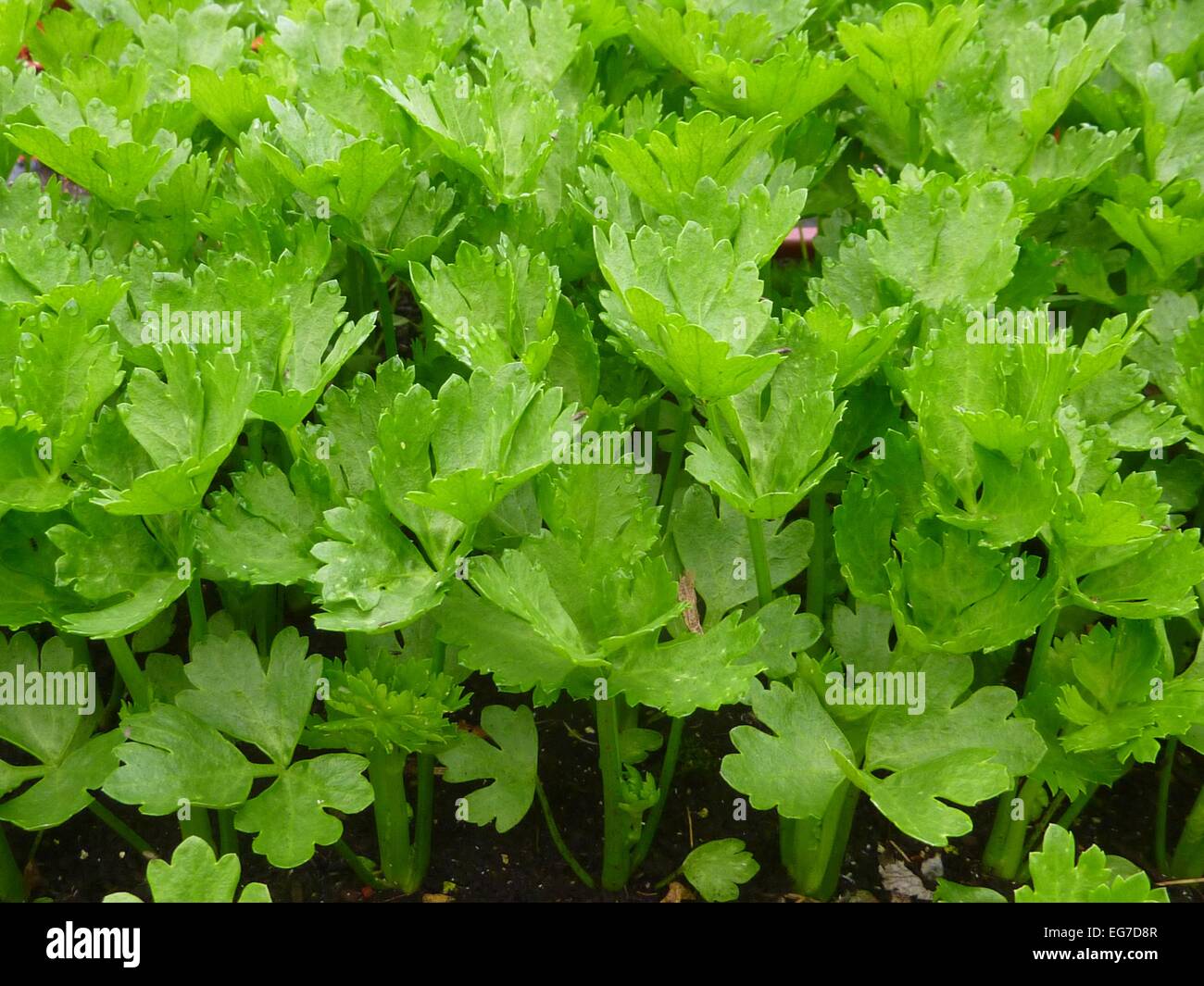 Seleri High Resolution Stock Photography and Images - Alamy