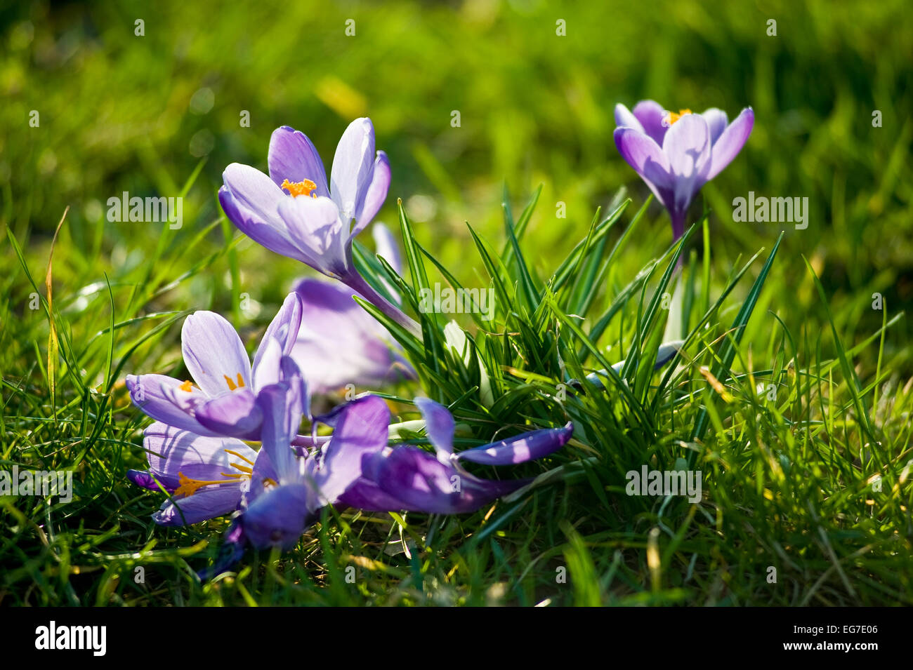 Announce spring hi-res stock photography and images - Alamy