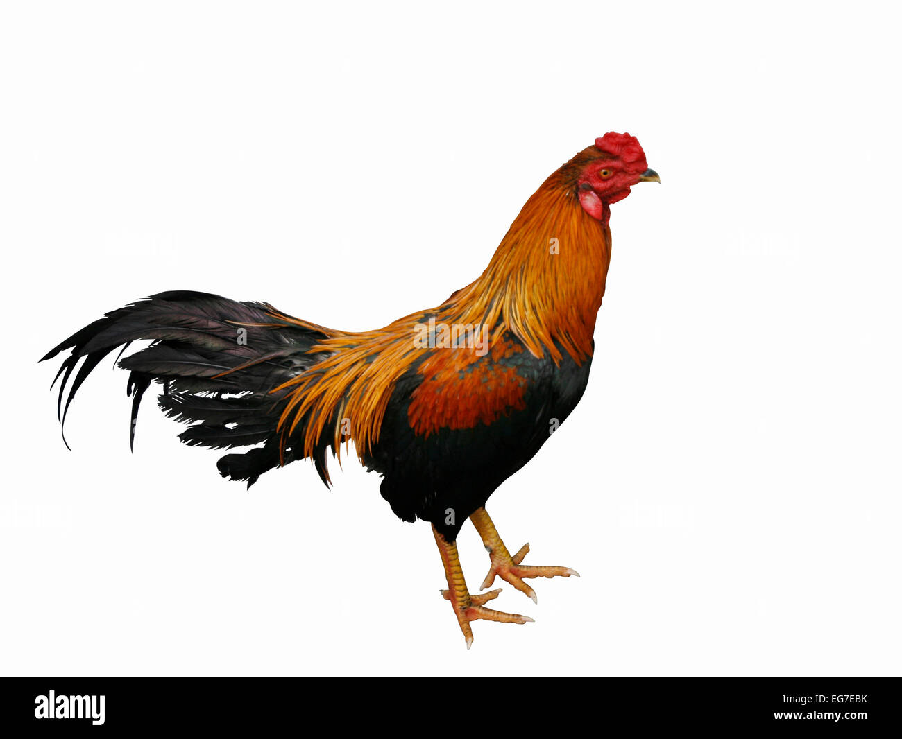 Cockerel with Clipping Path Stock Photo