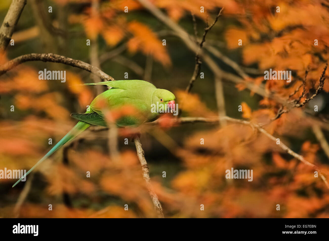 Ring-necked parakeet photographed in Hyde Park, London Stock Photo