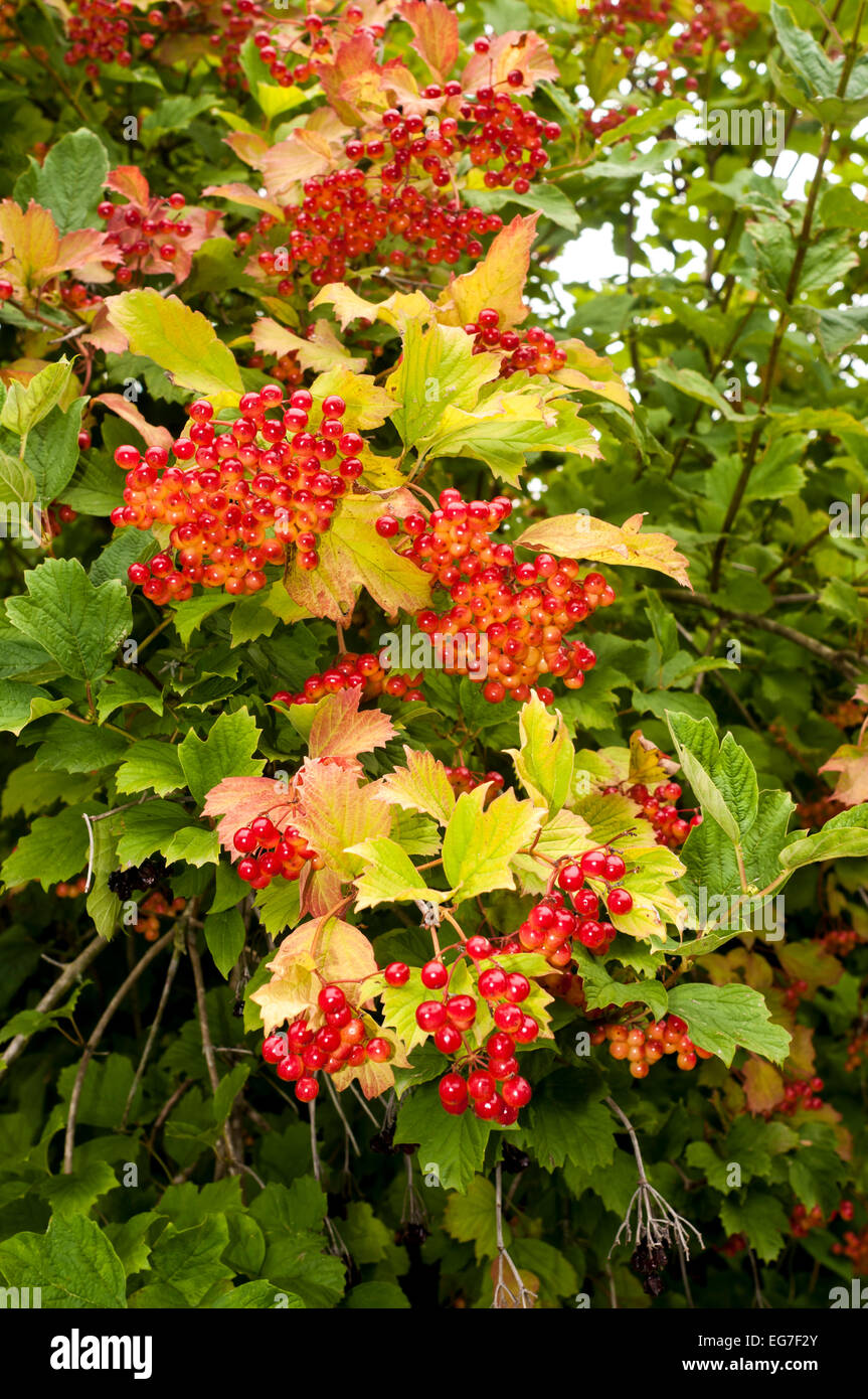 Shrub with red berries hires stock photography and images Alamy