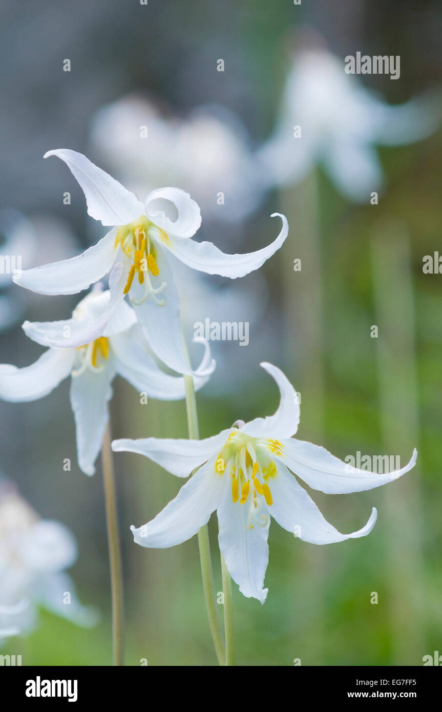 White fawn lily wildflower hi-res stock photography and images - Alamy