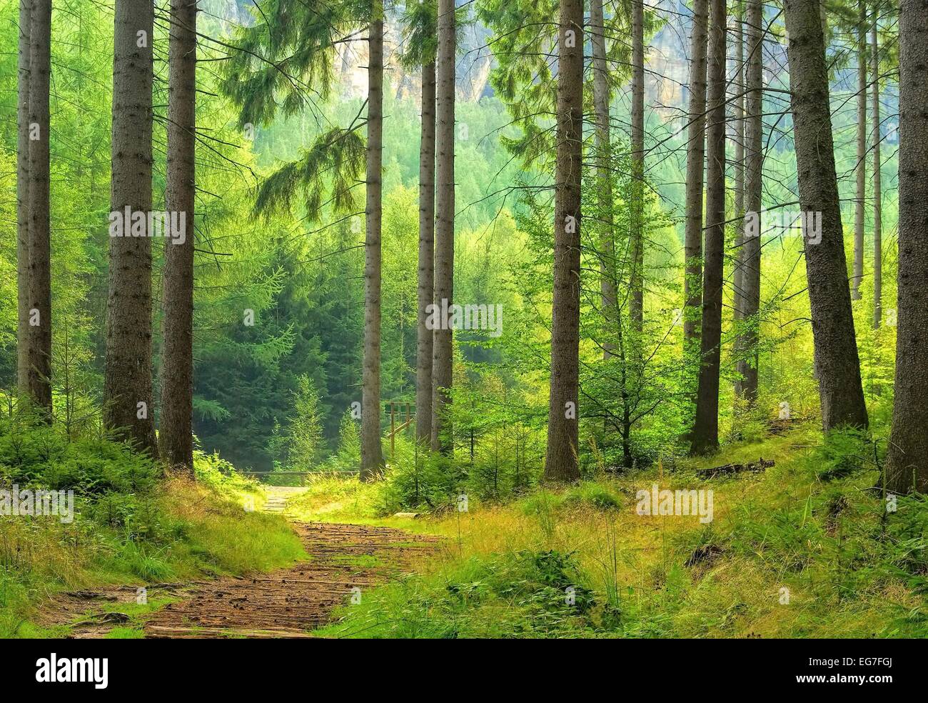 wald 870