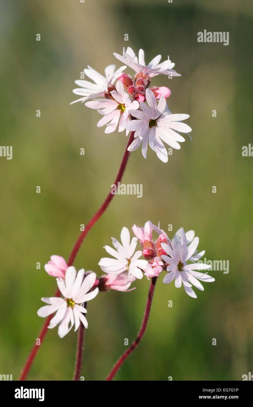 Small flowered woodland star (Lithophragma parviflora) Stock Photo