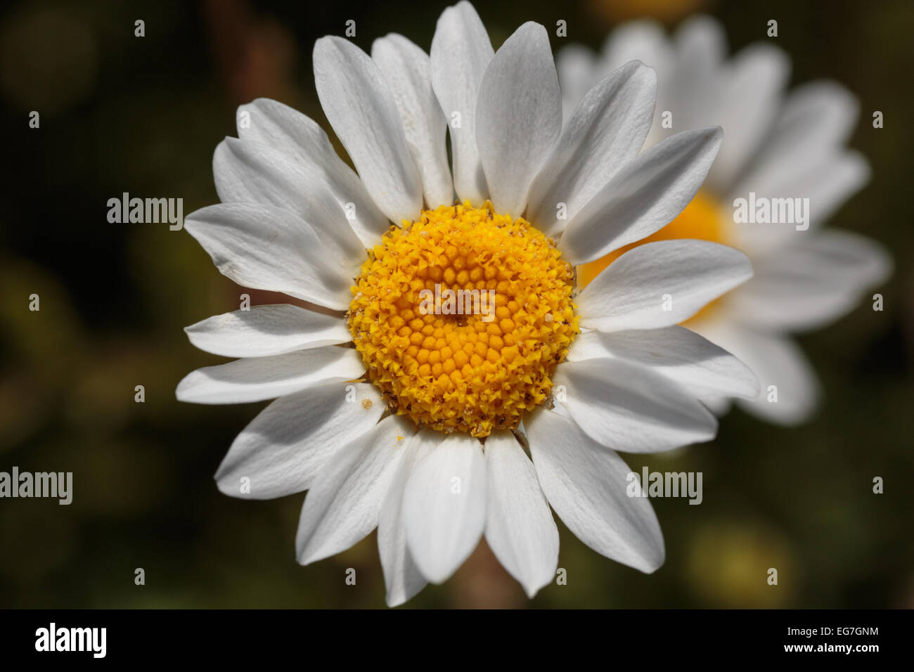 Macro pollen daisy in hi-res stock photography and images - Alamy