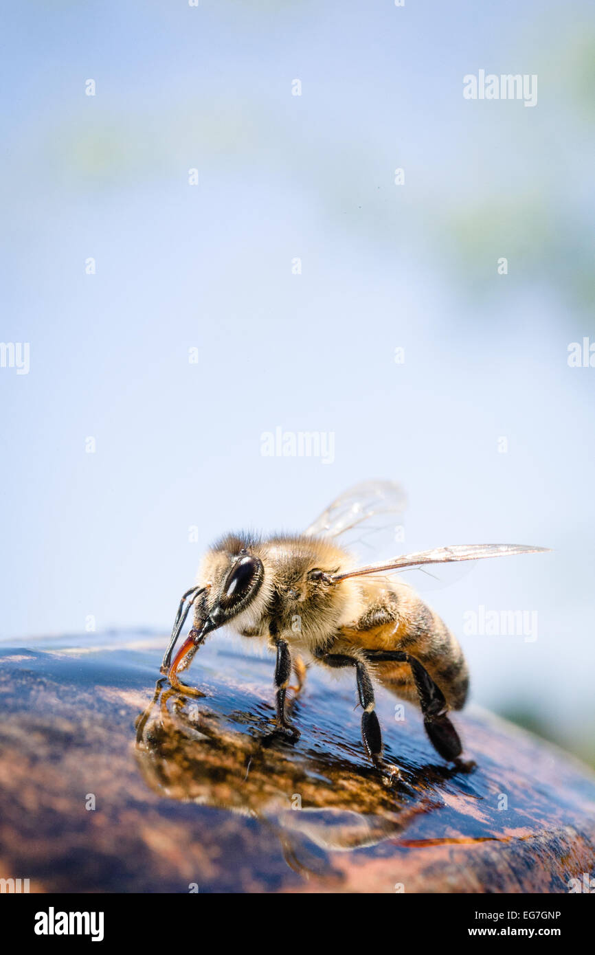 Fountain of bees hires stock photography and images Alamy