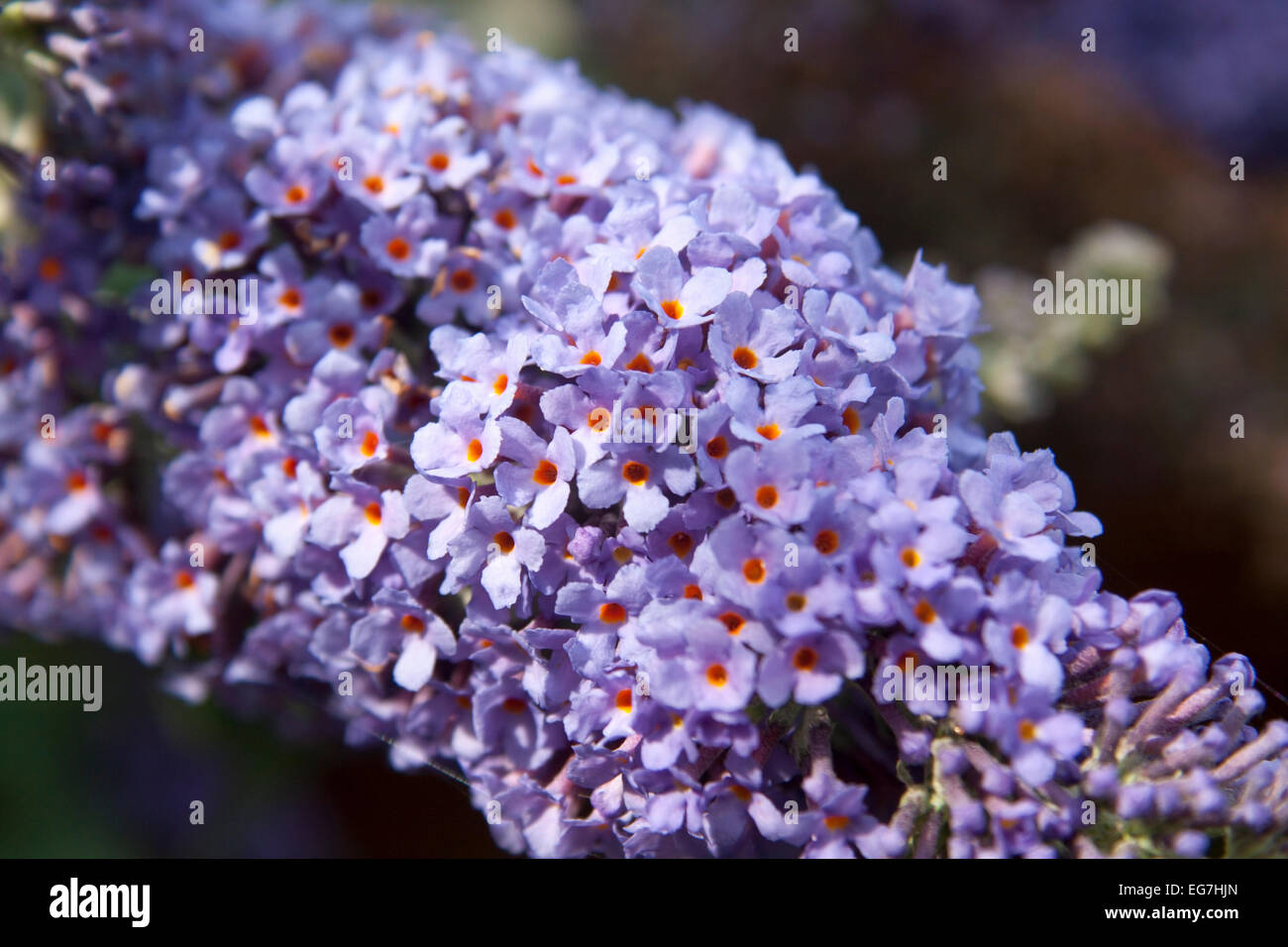 Blue Flowers Garden Stock Photo