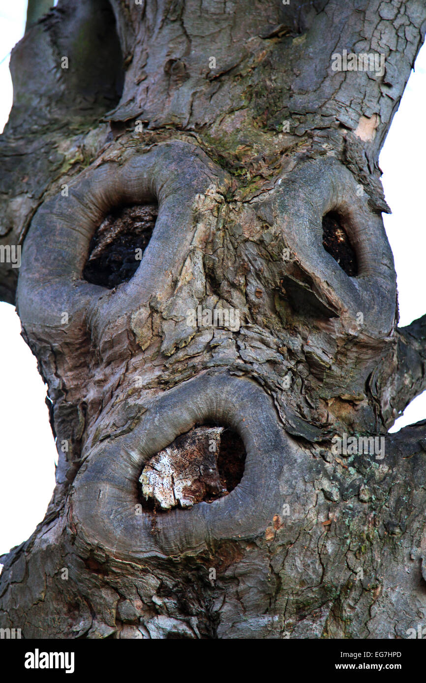 Face image found in tree, deformed and ready for Halloween, two eye