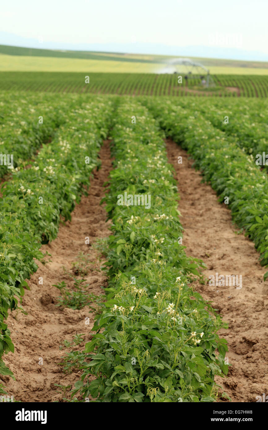 Potatoes growing in a farm field Stock Photo Alamy