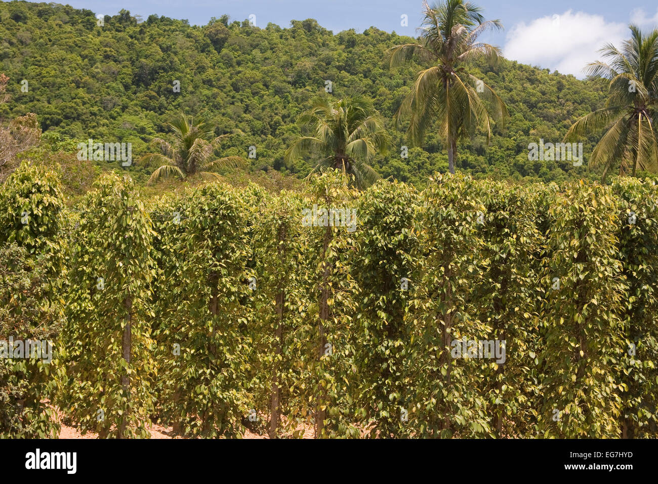 Coffee plantation on the island of Phu Quoc, Vietnam, Asia Stock Photo