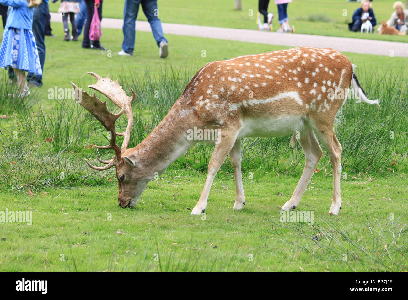 Fallow deer stag grazing happily close to the crowds at a deer park in Cheshire. Stock Photo