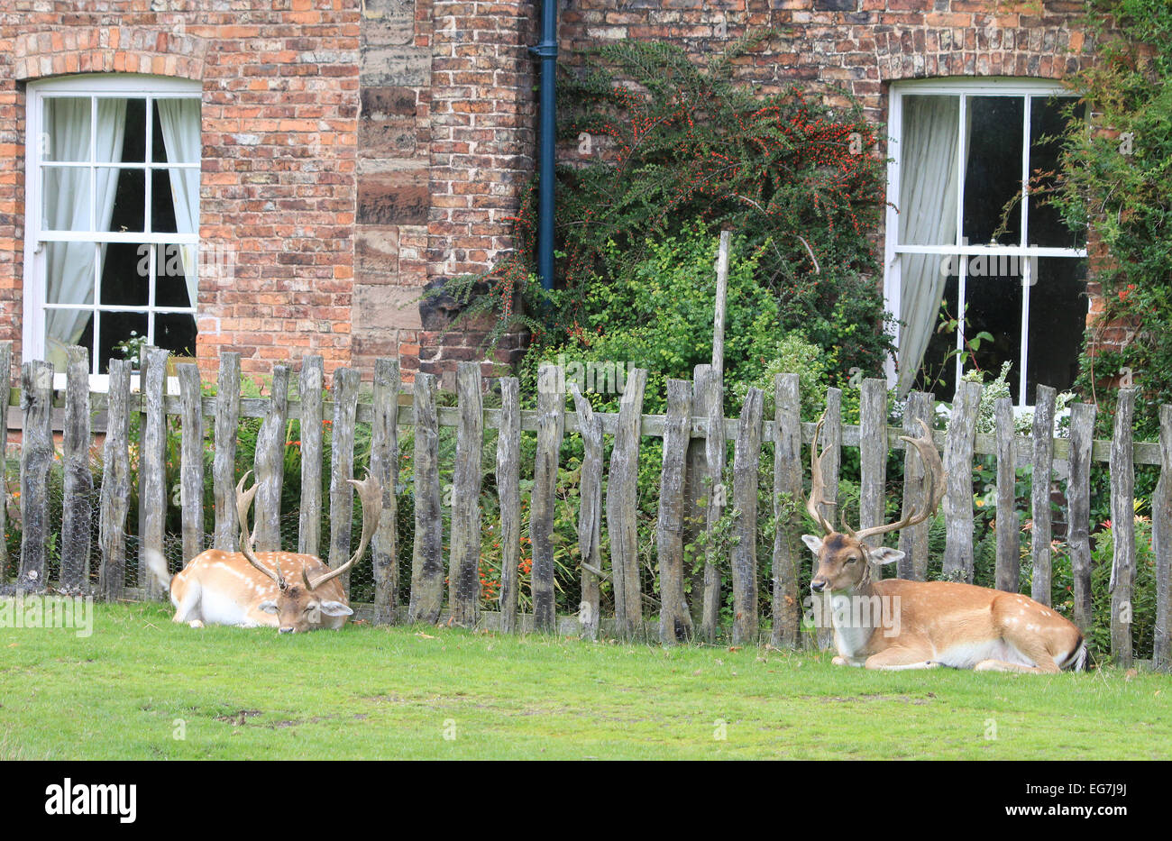Fallow Deer Stags Relaxing Outside Local Cottages In Cheshire