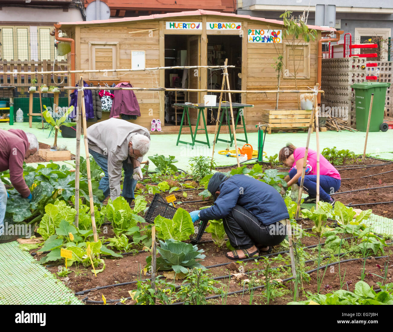 City allotment (Huerto urbano) in Las Palmas, Gran Canaria, Canary Islands, Spain Stock Photo