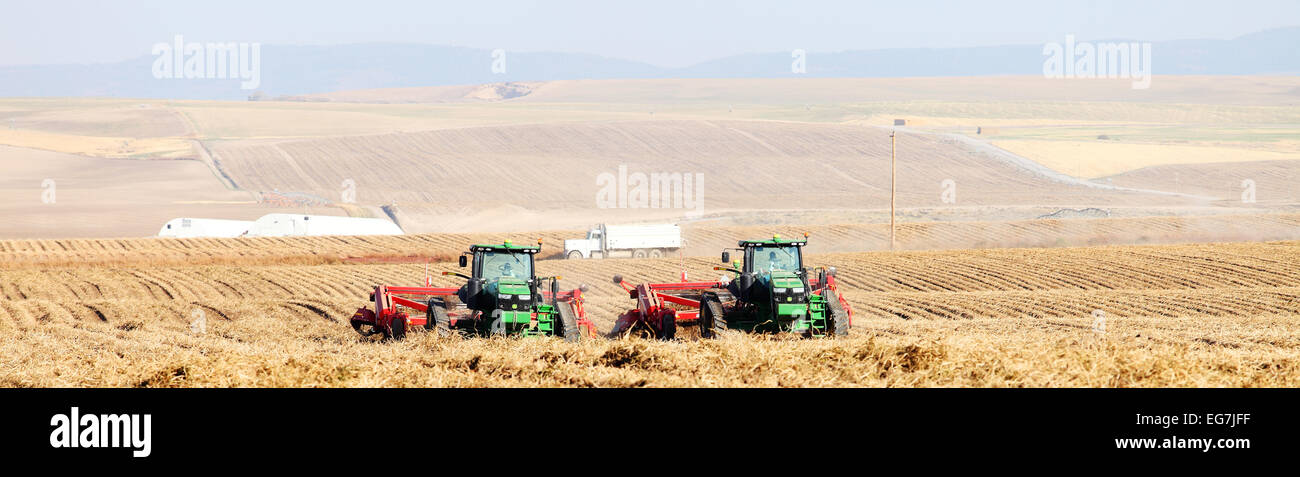 Farmers and field hands use farm machinery in the field harvesting potatoes. Stock Photo