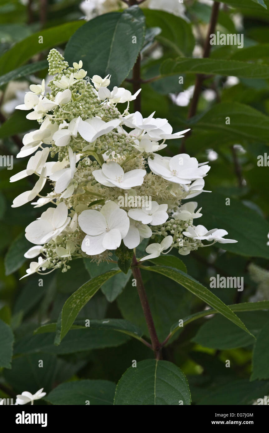 Hydrangea paniculata BURGUNDY LACE (pan12 Stock Photo - Alamy