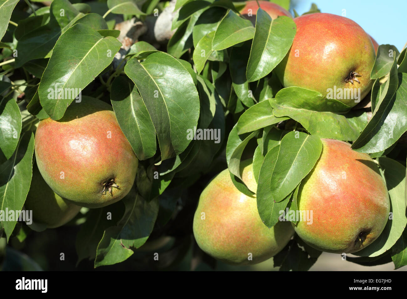 Ripe pears hanging on a treeon ready for harvest in a Washington orchard. Stock Photo