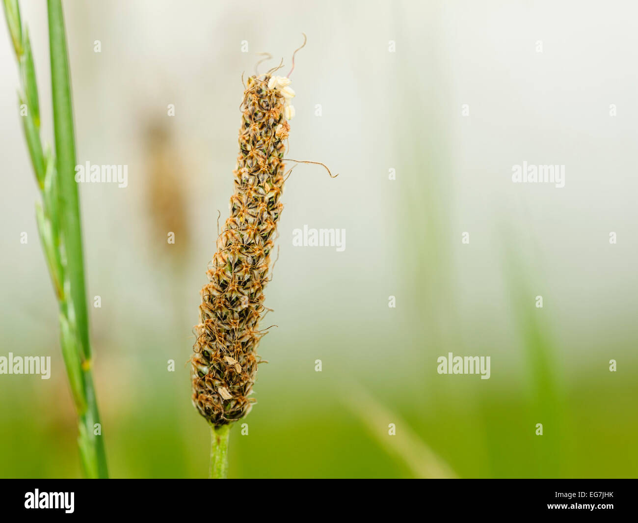 Mature sedge plant with green blurry background in natural environment countryside. Stock Photo