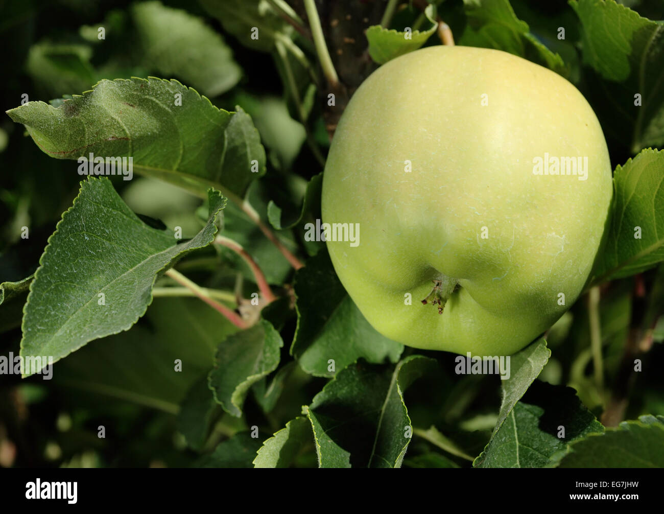 Golden Delicious apples, ready for harvest, hanging on a tree Stock