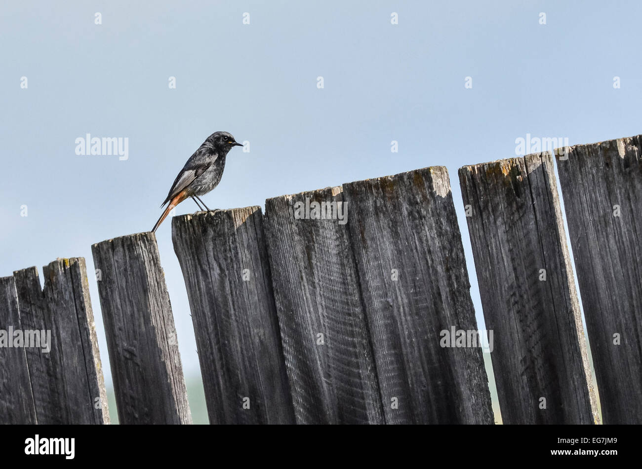 Little songbird, a male Black Redstart (Phoenicurus ochruros) on a rural wooden plank. Stock Photo
