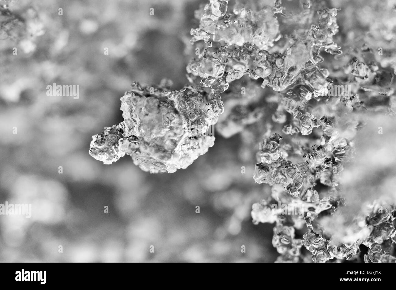 Black and white macro closeup of ice crystals Stock Photo Alamy