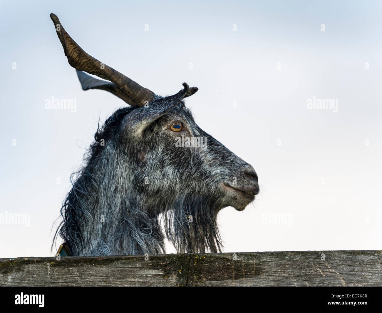 Male goat closeup portrait, looking over a wooden plank, with backward curving horns and beard. Stock Photo