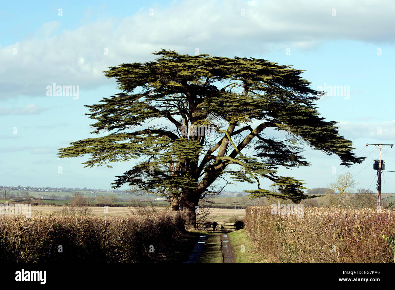 Cedar of Lebanon tree at Easton Maudit village, Northamptonshire