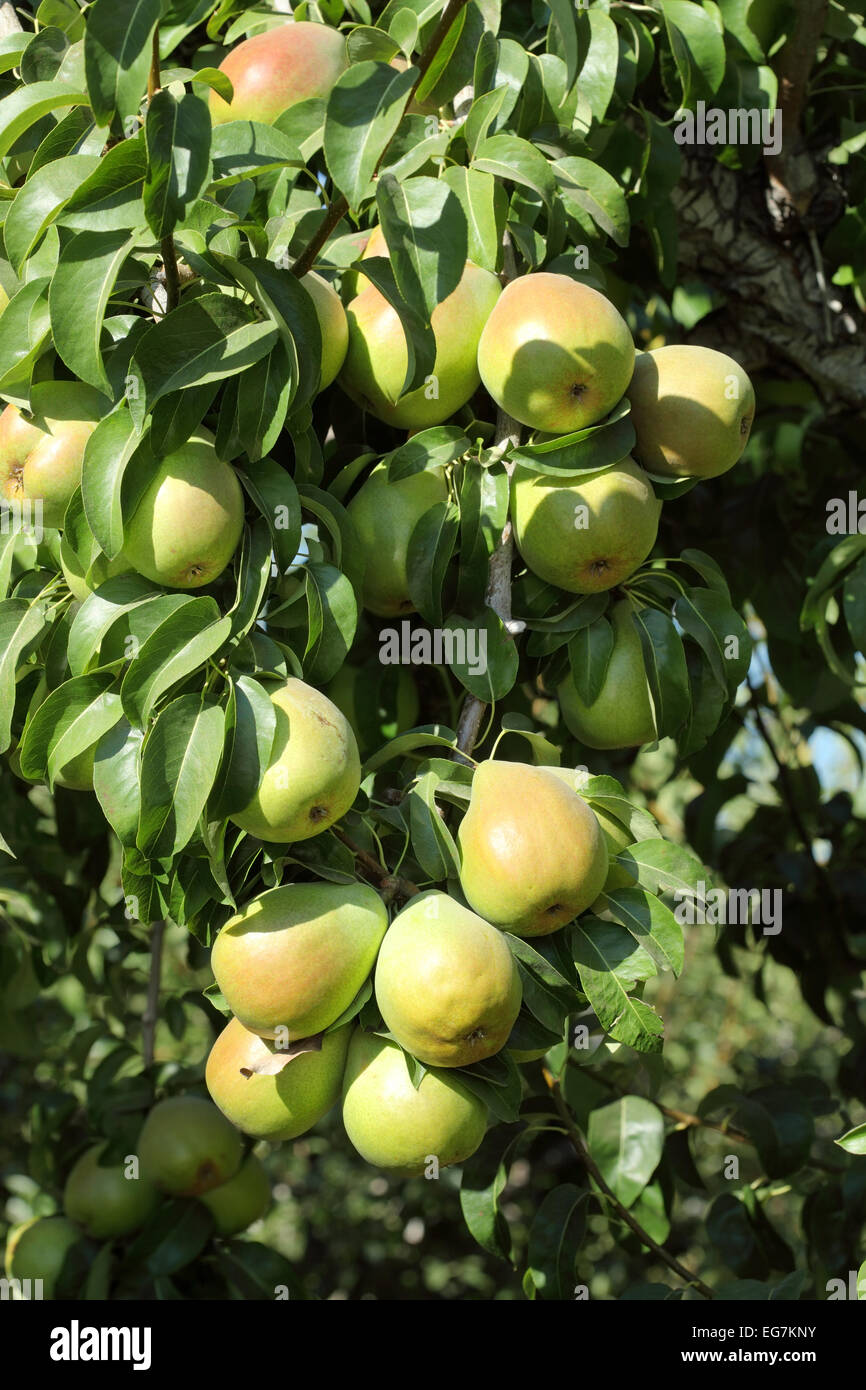 Golden Delicious apples, ready for harvest, hanging on a tree Stock
