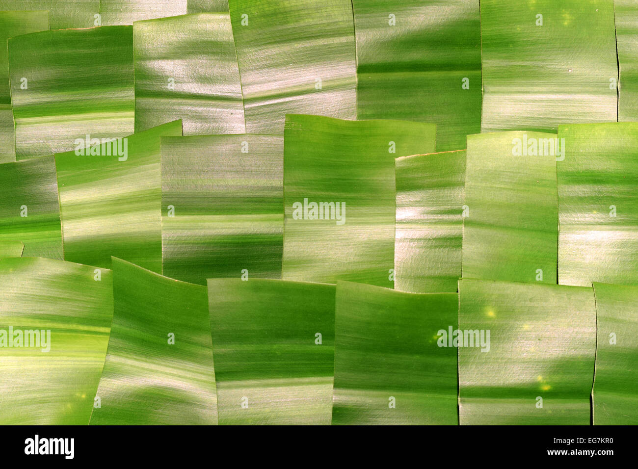 leaves of Dracaena fragrans cut in squares and illuminated from above Stock Photo