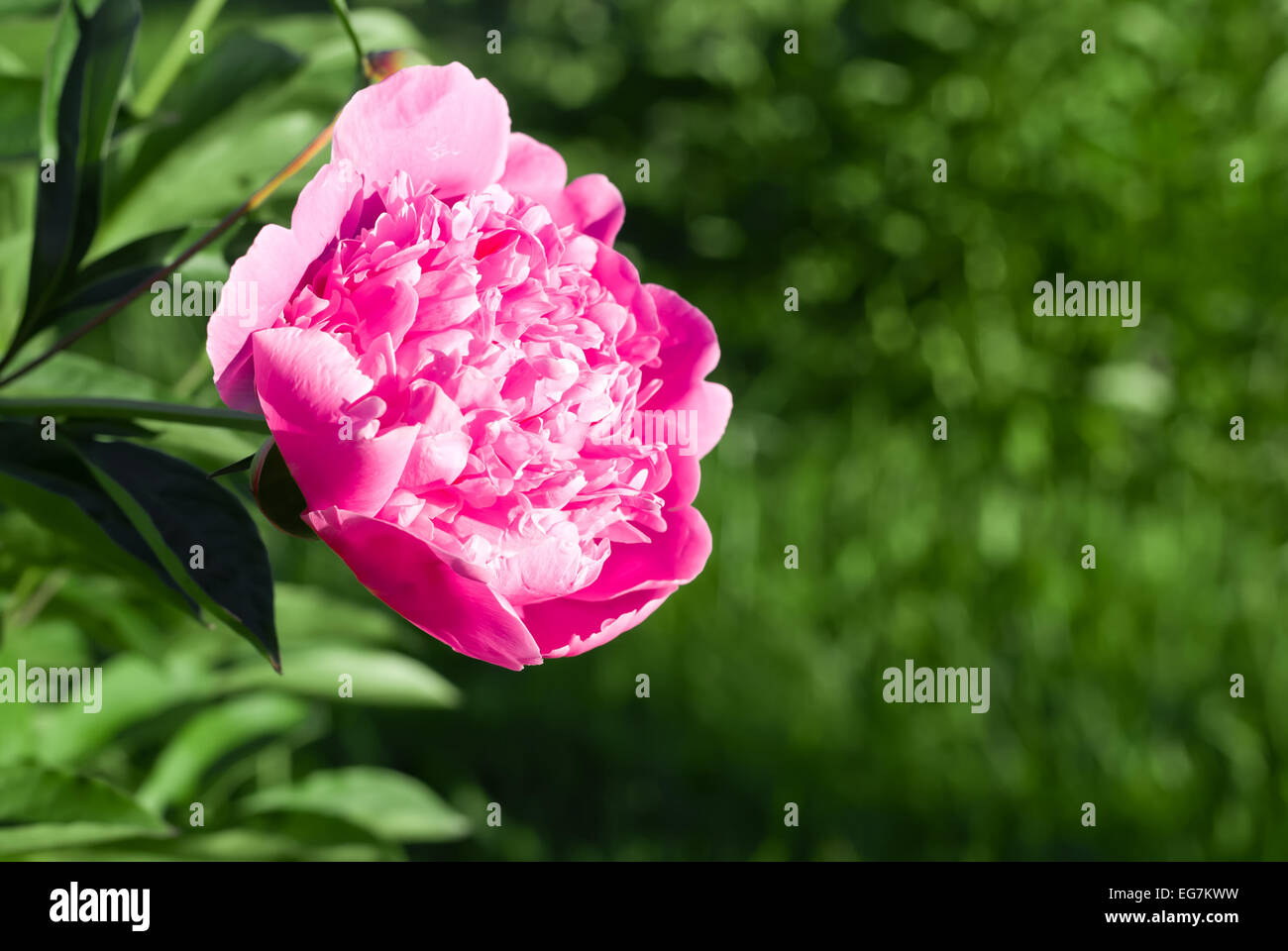 Amazing delightful pink peony on a natural green background Stock Photo ...