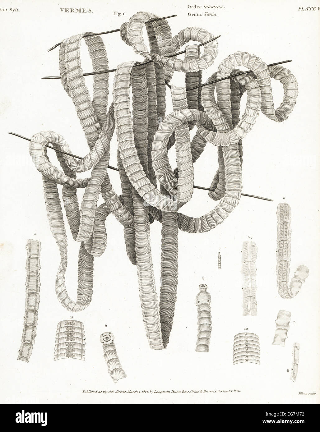 Parasitic tapeworm of the genus Taenia. Stock Photo
