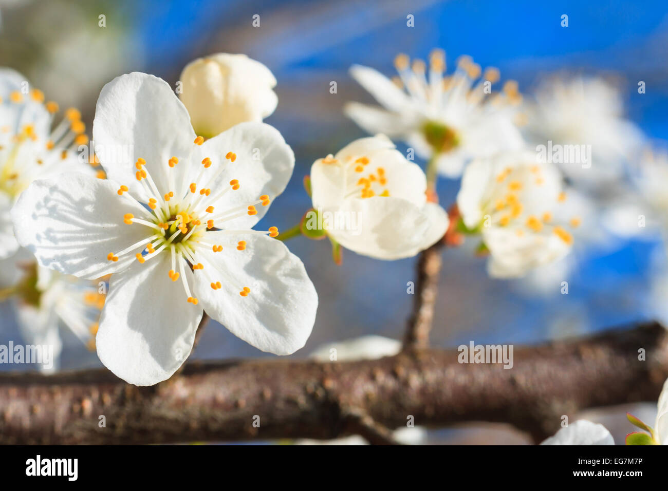 white blossoms in spring Stock Photo Alamy