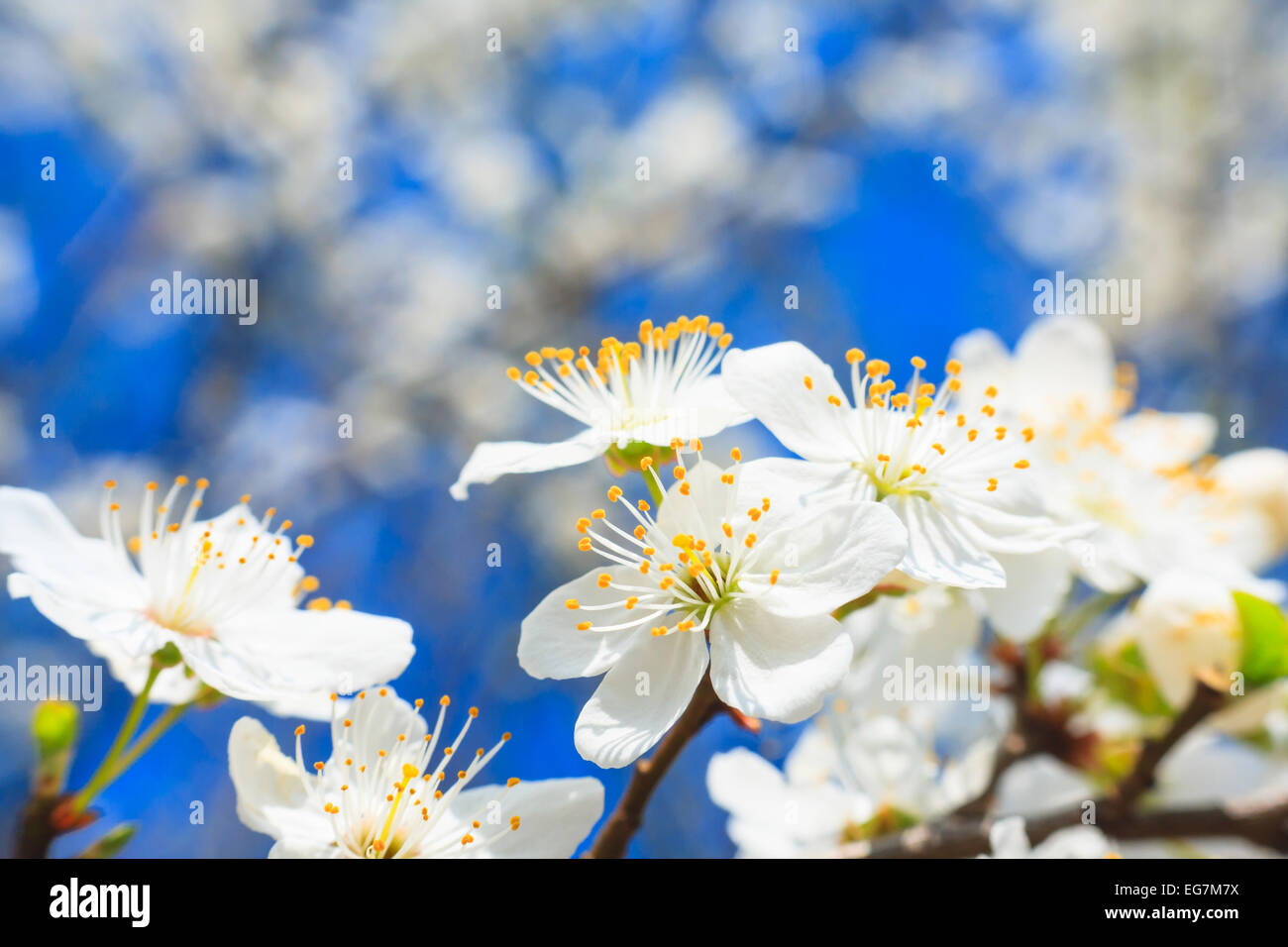 white blossoms in spring Stock Photo Alamy