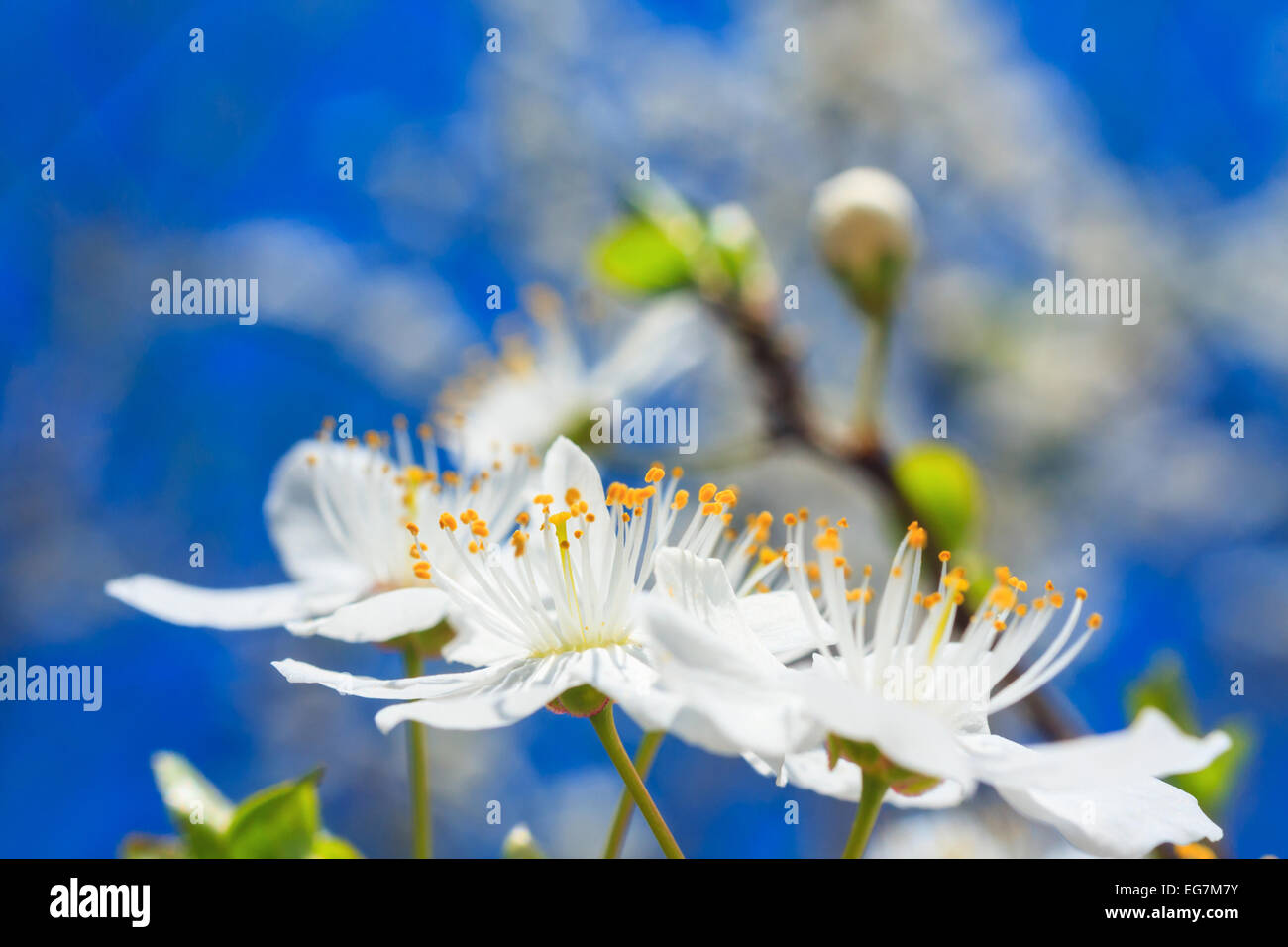 white blossoms in spring Stock Photo Alamy