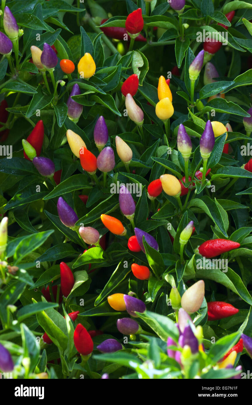 Ornamental Pepper Ornamental Peppers Stock Photos Ornamental