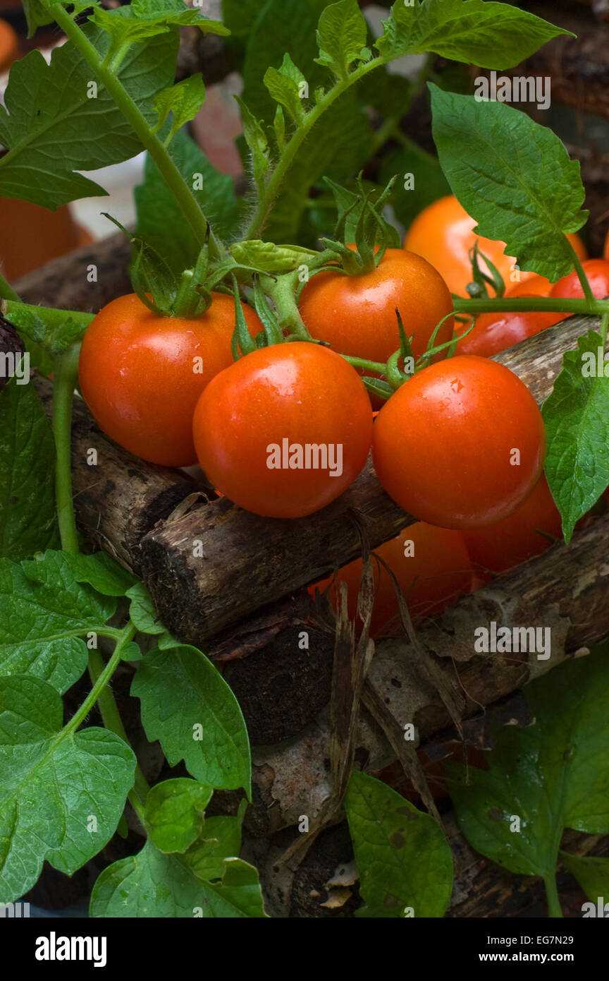 Tomato Fourth of July cultivar Stock Photo - Alamy