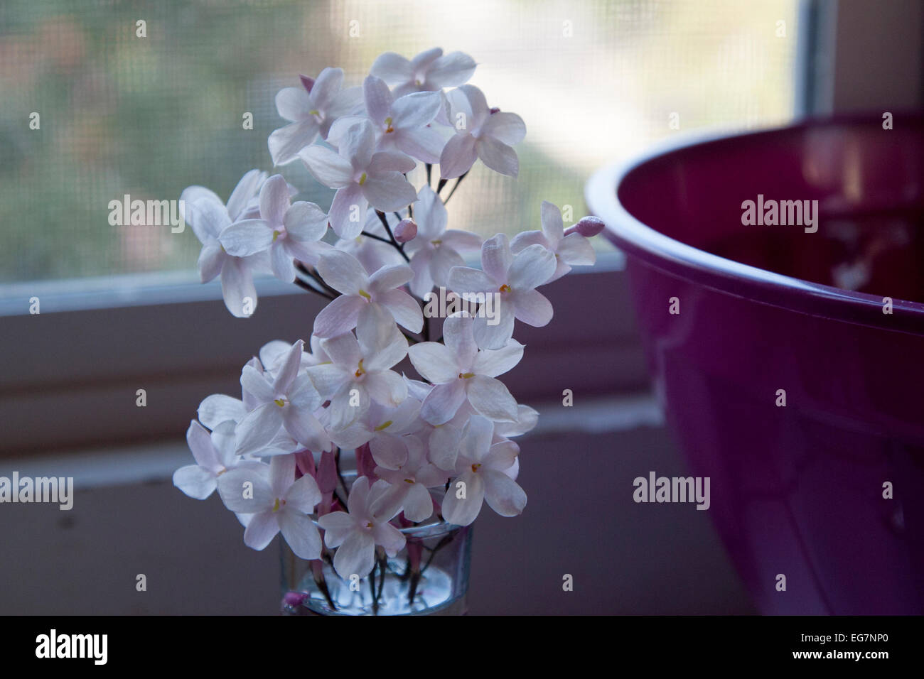Jasmine in a vase in the kitchen Stock Photo Alamy