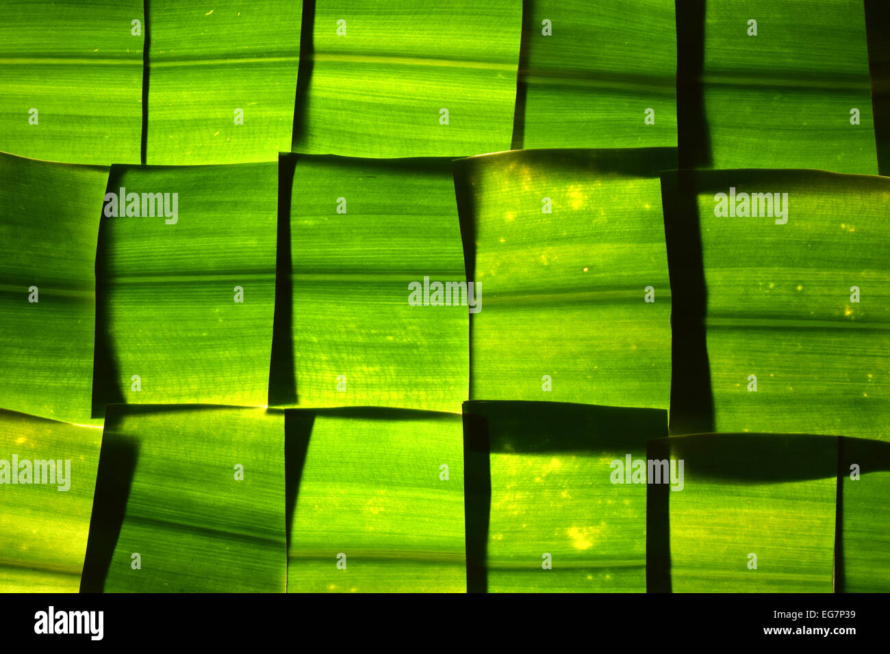 leaves of Dracaena fragrans cut in squares  and  illuminated from below Stock Photo