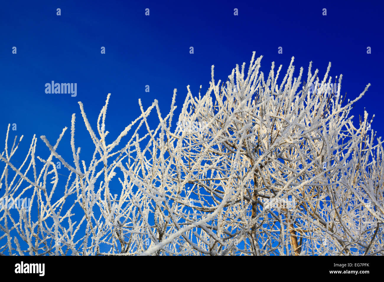 Trees with hoarfrost at winter Stock Photo