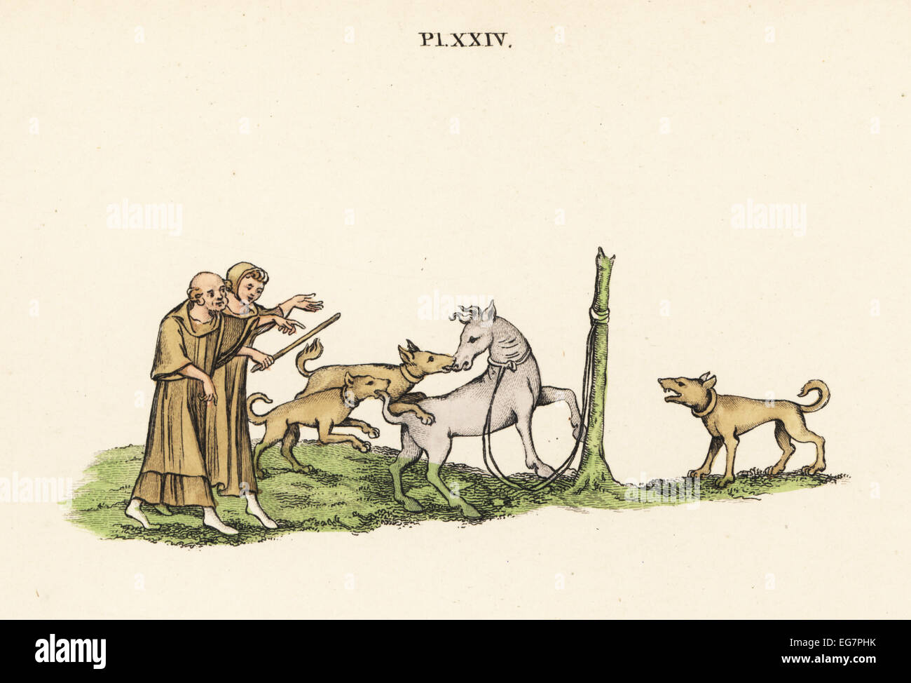 A tethered horse is baited by three dogs encouraged by two men with sticks, 14th century. Stock Photo