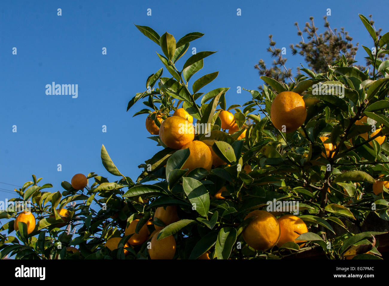 Backyard Lemon Tree In El Cerrito California Stock Photo