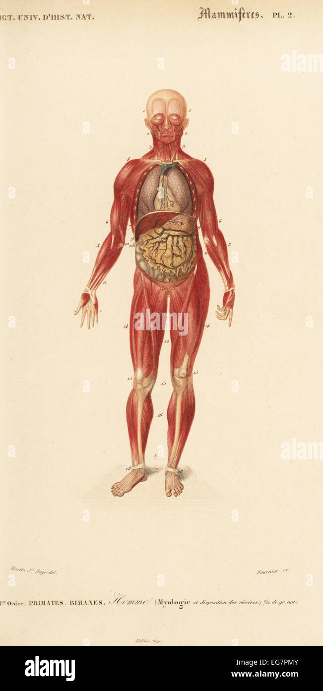 Human musculature and internal organs. Stock Photo