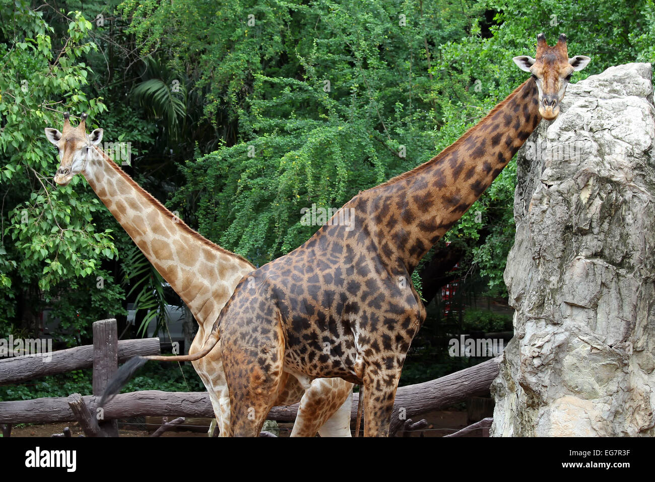 giraffe with green nature background Stock Photo - Alamy