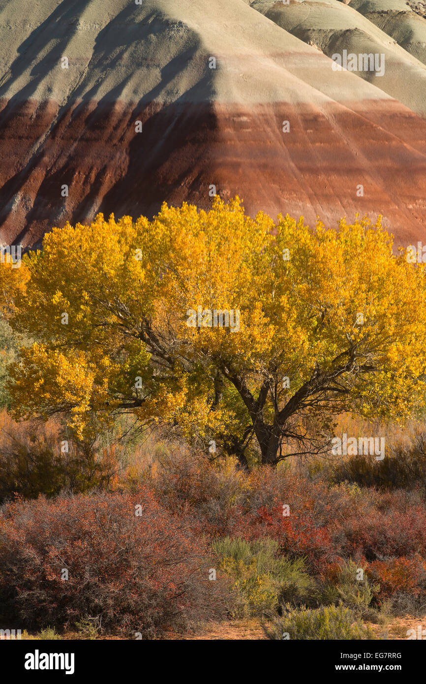 Fall color near Capitol Reef National Park, Utah. Stock Photo
