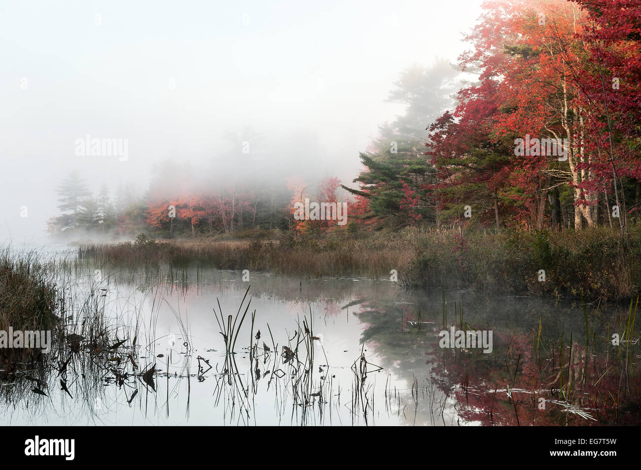 Misty morning landscape, Somesville, Maine, USA Stock Photo