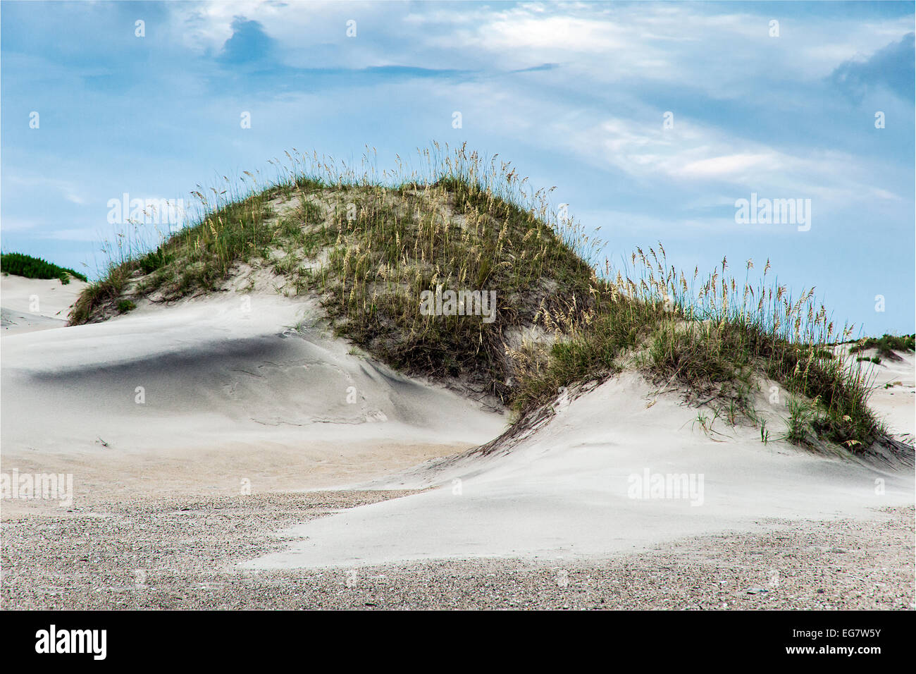 Dune mound and sea oats, Outer Banks, North Caolina, USA Stock Photo