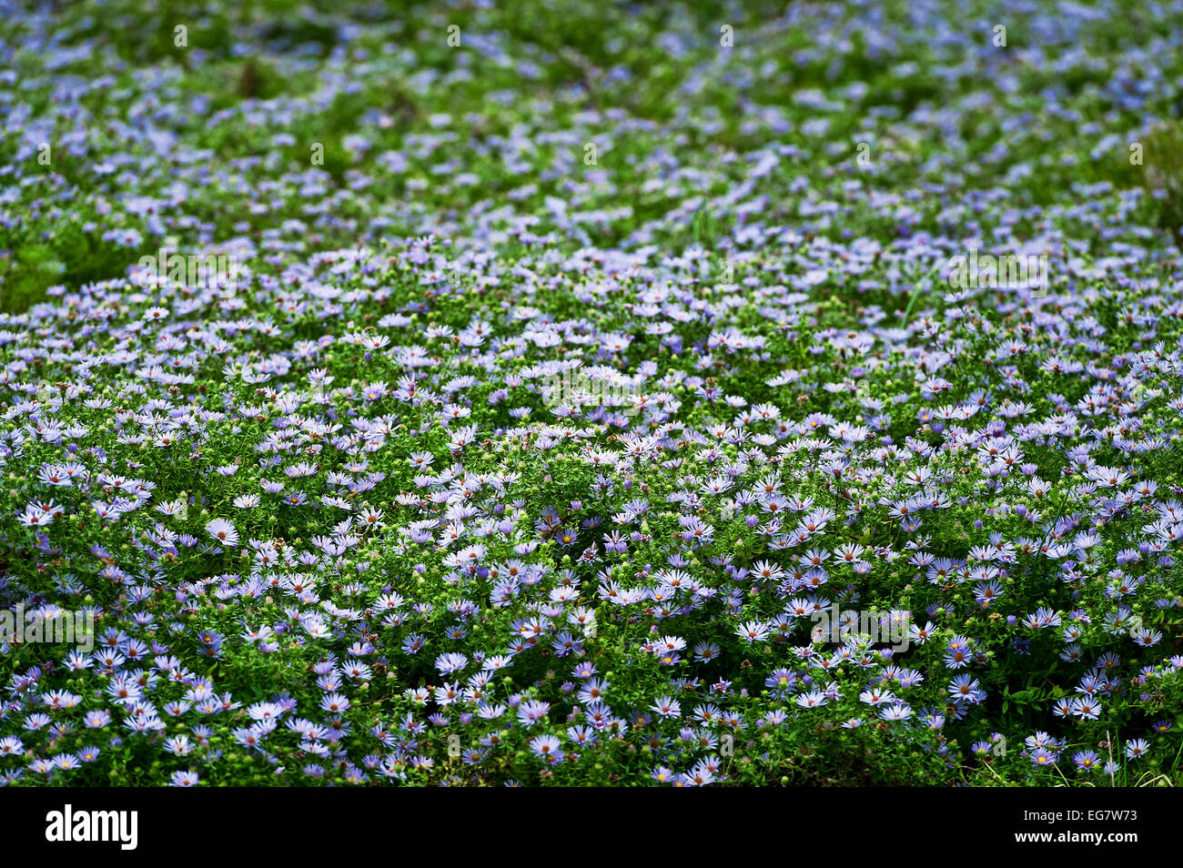 Field of blue daisies in bloom, Felicia amelloides . Stock Photo