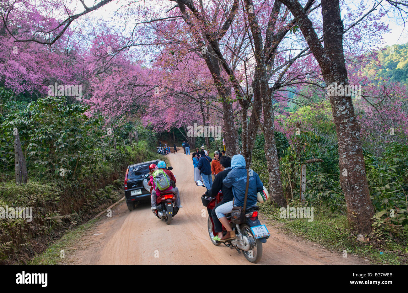 Cherry Blossom And Sakura On Road Chiang Mai Thailand Canstock