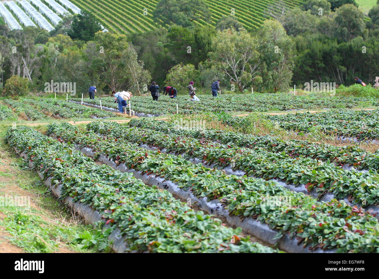 Strawberry farm in Melbourne, Victoria Australia Stock Photo Alamy