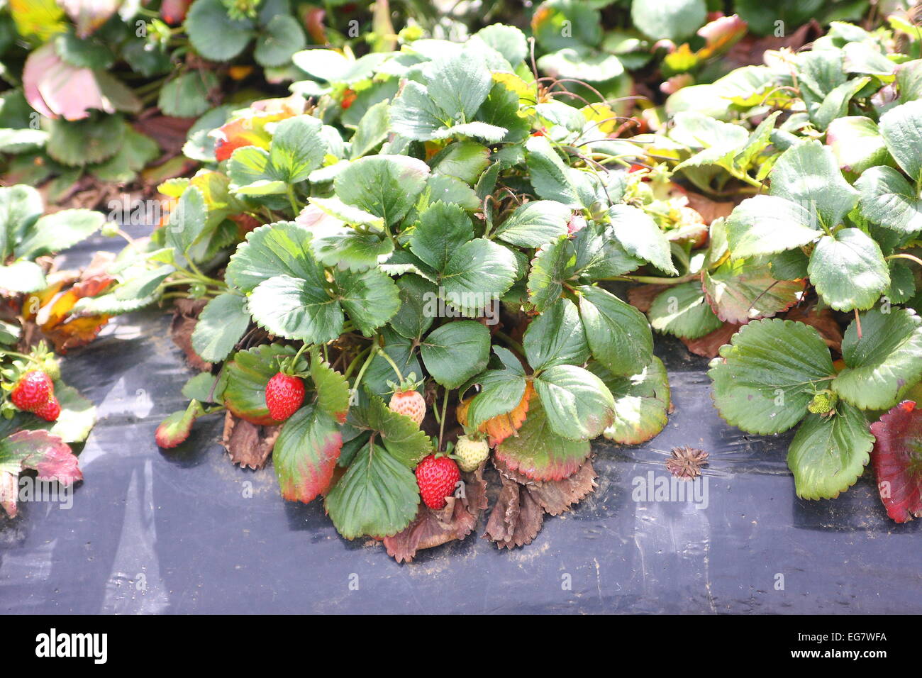 Raised strawberry bed hires stock photography and images Alamy