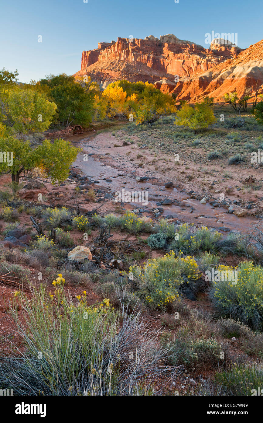 Sulphur Creek winds through Capitol Reef National Park and  The Castle stands in the background. Utah, USA. fall Stock Photo